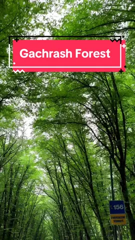 Gachrash Forest: A Hidden Gem of Azerbaijan 🇦🇿 Activities: 1. Hiking: The forest has numerous trails suitable for both leisurely walks and more challenging hikes. 2. Wildlife: The paths wind through dense foliage, offering spectacular views and the opportunity to spot local wildlife. 3. Picnicking: There are several picnic spots where visitors can relax and enjoy a meal surrounded by nature. 4. Bird Watching: The forest is home to various bird species, making it a great spot for bird watching enthusiasts. 5. Photography: With its rich colors and natural beauty, Gachrash Forest is a photographer place. 6. Food & Beverage: So many restaurants with brilliant views to choose from. Best time to visit: The forest is particularly beautiful during the fall when the leaves turn vibrant shades of red, orange, and yellow. #visitazerbaijan🙂 #visitazerbaijan #quba #guba #gachrash #forest #azerbaijan🇦🇿 #azerbaijan #experienceazerbaijan #forestspirit #forestlovers #foresttherapy #nature #wanderlust #travel #traveltiktok #travelblogged 