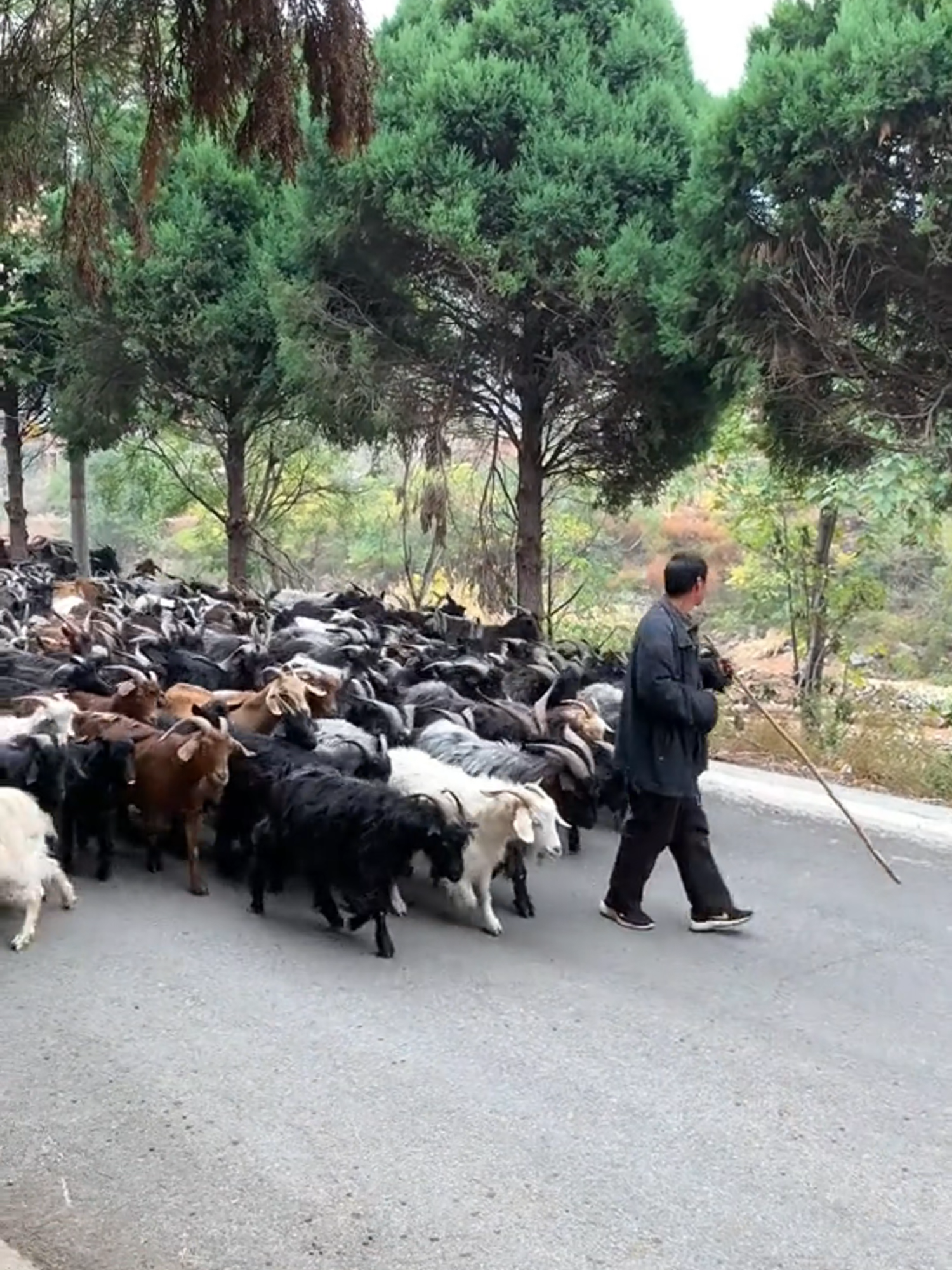 Goat overload! #goat #farming #agriculture #animal #herding