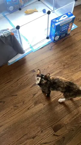 12 hours left with this perfect family 😭🥹😿 But I am so excited for the wonderful life ahead of them!! They will be going to a new foster home in Colorado tomorrow morning. They will all stay together until they are old enough to be fixed and adopted ❤️  Stay tuned to see what fosters I get next!  #fostermom #fosterhome #fosterpets #fostercat #fosterkittens #adoptdontshop #spayandneuter #tortiecat #catfamily #animalrescue #animalrescuer #animallover 