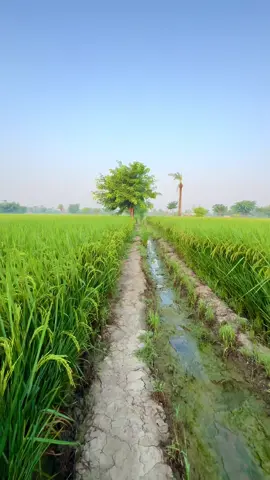 Village Rice Crop