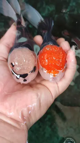 #maskoki #penghobiikanhias #ikanhiasairtawar #goldfishtank #ikanhiassemarang #goldfishindonesia #ikankokicantik #goldfishsemarang #goldfishlover #ikankokiindonesia #maskokioranda #orandapanda #oranda3color 