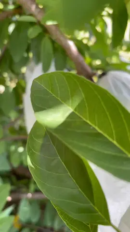 So sweet #nature #harvest #satisfying 