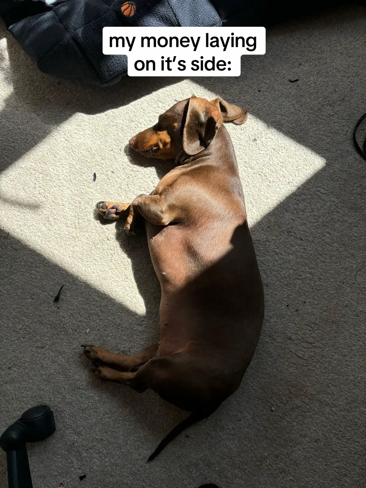 #miniaturedachshund #dachshund #wienerdog #nervousdog #sausagedoguk #anxiousdog #sassydog #funnydog #sausagedog #sausagedogcentral #sausagedoglife #dachshundsoftiktok #meerkatdog 