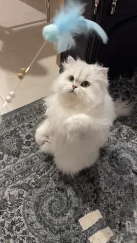 🪶🩵 #cattok #catsoftiktok #cats #britishlonghair #russiancat #catlife #whitecat #catlover #cattoy #catplaying #whitecatsoftiktok #britishlonghair 