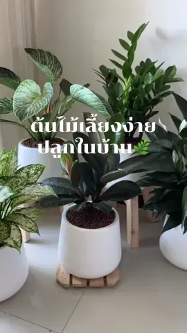 🌿เปลี่ยนบรรยากาศในบ้านให้สดชื่น หาต้นไม้สวยๆซักต้นตกแต่ง สร้างเป็นมุมพักผ่อนสบายๆให้บ้านเรากัน ✨😊 #ต้นไม้แต่งบ้าน #ต้นไม้ฟอกอากาศ #ต้นไม้จริงปลูกในบ้าน  ##houseplants