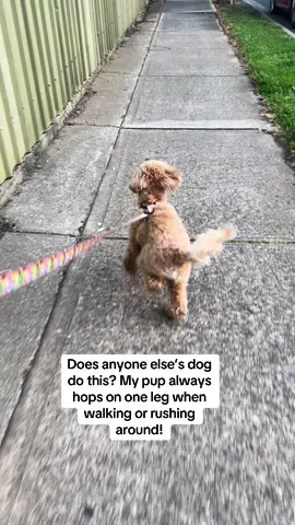 My little one always does this cute hop on one leg when walking or rushing! Is this normal, or does my pup have a unique move? 🐾😂  #DogHopping #PuppyMoves #UniquePup #DogLife #ToyPoodleLove #FunnyDogMoments #PetOwners #DogBehavior #DogLovers #PoodlePerks