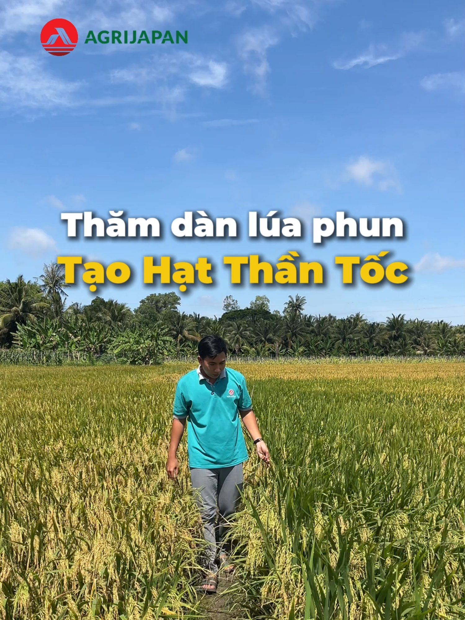 Thăm dàn lúa phun tạo hạt thần tốc trùm khu trong vụ hè thu #chiase #nongnghiep #vtnn #agrijapan #taohatthantoc