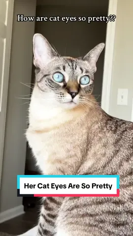 Her eyes are so purrty 💙💙💙  #cats #prettycats #cateyes #siamesecat 