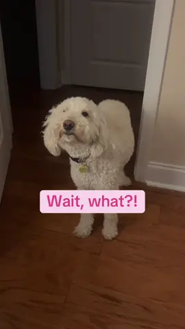 They’re eating what?!. #doodles #doodlesoftiktok #goldendoodle #dogtok #fyp #trump 