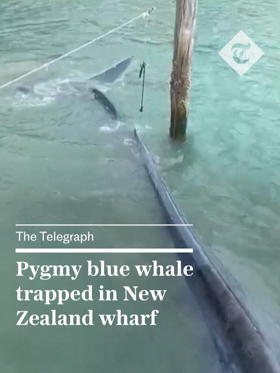 🐋 A baby pygmy blue whale has been freed having been trapped under a wharf in New Zealand.   The mammal, approximately 14-15 metres in length, became stranded on Kawau Island, off New Zealand’s North Island, on Monday when local residents spotted it in distress.   The whale was freed after part of the dock was removed. It was then guided out of the bay and later spotted swimming in deeper waters.   For more from The Telegraph, click the link in our bio. 🔗   #whale #newzealand #ocean