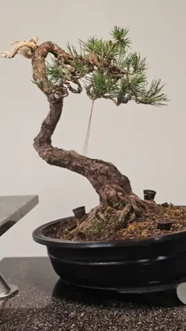 5 months in 20 seconds🌲 #mugo #pine #transformation #fyp #evolution #bonsai #techniques #bend #prune #slip #pot #guy #wire #progress #over #time #repot #next #spring 