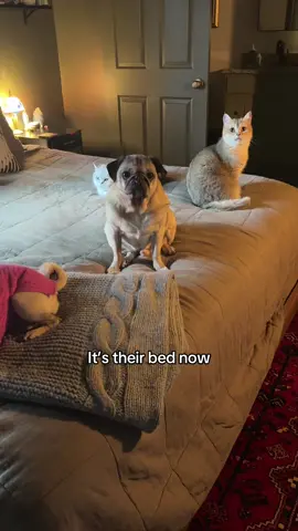 HARMONY! #PetsOfTikTok 
