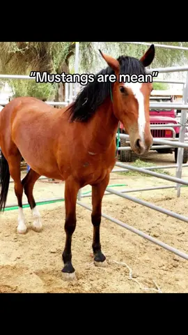 The last clip is his VERY FIRST RIDE & with only a halter on🤯 #fyp #mustang #mustangsoftiktok #blmmustang 