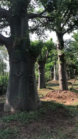 SMART Farmer| หลักสูตร > explore ต้นเบาบับ ธุรกิจไม้ล้อม มีต้นกำเนิดที่ มาดากัสการ์ > inspiration  #เกษตรเพื่อสุขภาพและการประกอบการ #มหิดลนครสวรรค์ #munafarm #Agripreneur #