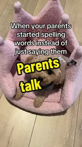 Just curious #creatorsearchinsights #littlepuppies #dogsoftiktok #cutedog #spelling #parentstalk 