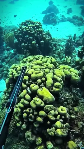 Spearfishing   #spearfishing #fishing #sea #ocean #usa #spain #italie 