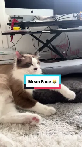 Mean face cat 😻😹😹😤.  #catsoftiktok #cattok #cuteanimals 
