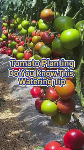 #garden #gardening #farming #planting #gardeningtips #wateringplants #watering #tomato #agriculture 