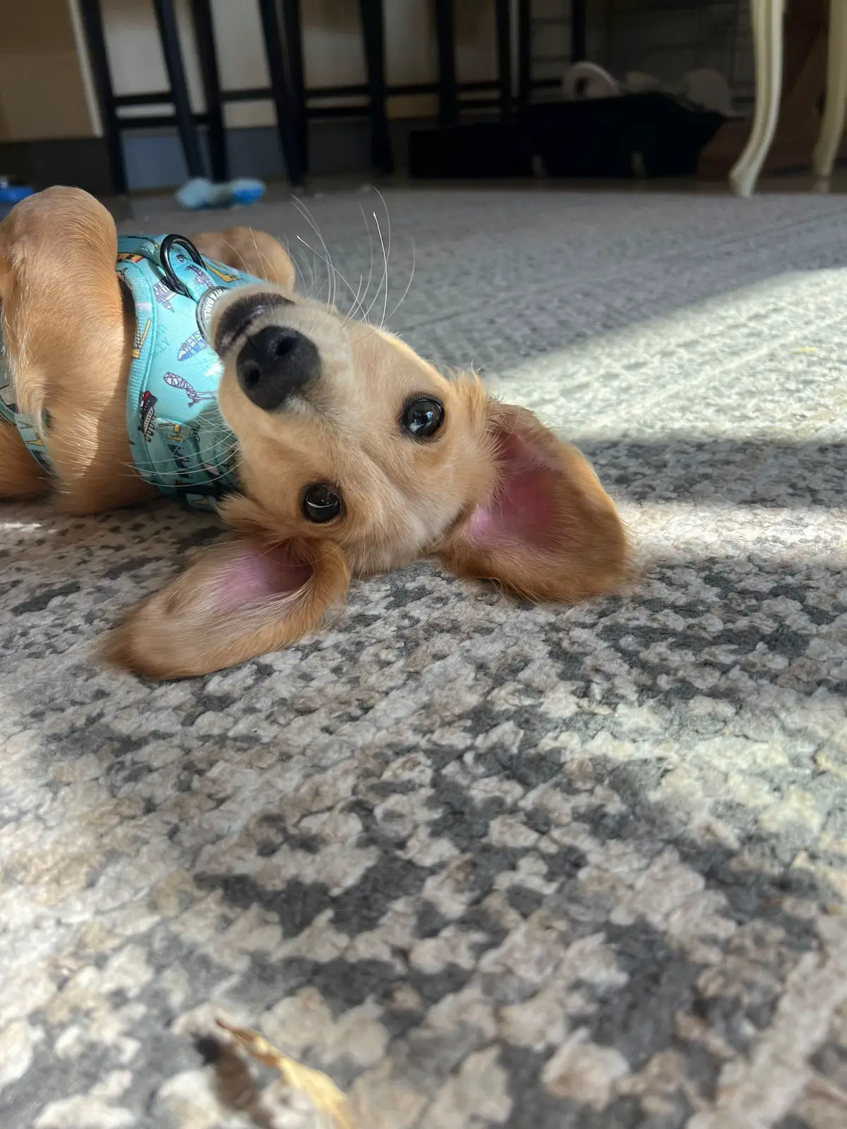 Jumpscare at the end #creamdachshund #puppy #minidachshund 