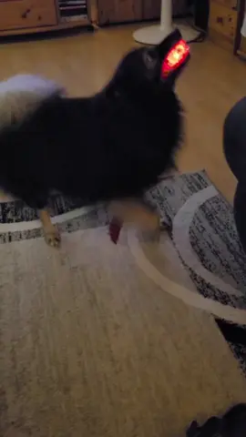 Wenn ich dich seh🥰🥰 #fluffydog #floof #fyp #fluffy #foryou #fluffyishisname #viral #happy #ball #dogwithball #hund #4you #hundspieltball #leuchten #shine #leuchteball #fun #luck #fürdich #aufgedrehterhund #meinschatz #hundeliebe #doglove #mittelspitz 