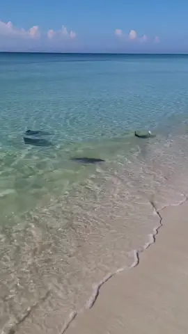 The water is so calm and clear today on the Emerald Coast- Julie Johnson saw some rays cruising close to the shore today😎 #beach #emeraldcoast #allthingsemeraldcoast #navarrebeach #pensacolabeach 