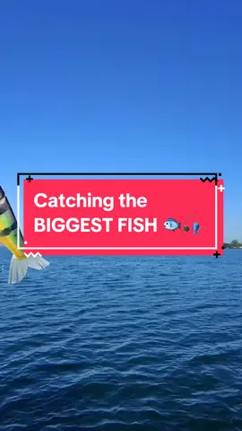 Lets catch the BIGGEST FISH we possibly can 🐟🎣 #fishing #fishingvideos #capcut 