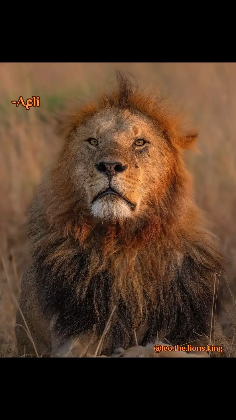 Breath, Breath, My love, You have to Survived before and you will do it again, please Breath #Ali #Lion #King :::::-_____>^^<_____-::::#lionlover❤️ #lionlovers  #hungr #hungergames #lion #lions #kinglion #lionsking #lionkingsandqueens🦁👑 #tiger #tigerking #tigerhunt #hunting #lion #lions #lionslover #liongate #liongateportal #lionsgate #lionsoftiktok #viraltiktok #viralvideo #viral #foryou #turkey #turk #china #usa_tiktok #usa #man #manchesterunited #londonlionsbasketball #manchesterunited #londonlion #londontown #londontiktok #londonlife #dubai #dubai_dxb_uae #abudahbi #qatar #qatar🇶🇦 #saudi #kuwait #bahrain🇧🇭 #oman🇴🇲 #tigerlover #tigerking #foryoupage #foryourpage #foryoupageofficiall #arsalan #arsalannoori07 #alpha #asad #alasad #ali #kahbib #kahalid #kahlid #iamking #viraltiktok #viral #viralvideo#china #usa🇺🇸 #ukraine🇺🇦 #russia🇷🇺 #dubai #dubai🇦🇪 #uae #uae🇦🇪 #leopard #amur #cheetahs #Dubai #malaysia #singapore #singaporetiktok #KL #lionelmessi #lioness #lionelmessi10 #foryou #foryourpage 🍁 #azarbaijan #kazakhstan #savenature_savelife_🌱🌿 #savewater #saveanimals #savelions#CapCut