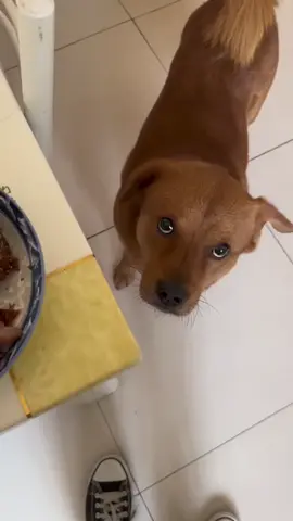 Xiopang blame the dog. #xiaopang #blamethedog #funnyvideos #funnytiktok #dogsoftiktok 