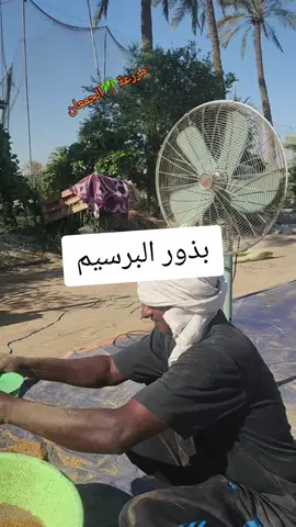البرسيم#البرسيم#اكسبلور #الجمعان #المملكه_العربيه_السعوديه #العالم #الزراعة #الطيور #الحيوانات 