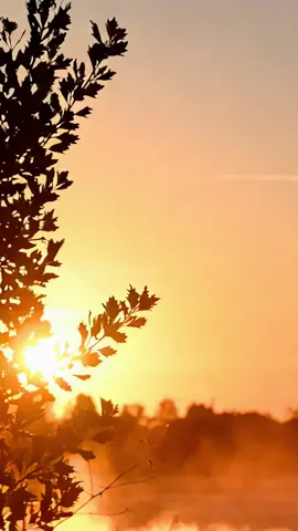 Leaves over sunset #background #backgroundvideo #wallpaper #freevideo #wallpapervideo #livebackground #freewallpaper #relaxingvideos 