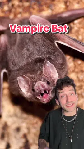 Meet the real life Dracula 👀 #vampirebat 
