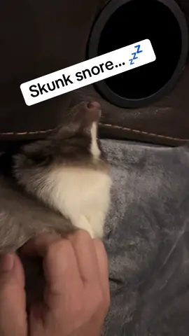 Ever heard a skunk when it is snoring? Well now you have! #PetsOfTikTok #petskunk #oklahoma #funnyanimals #skunksoftiktok #skunks #funnyanimals #cuteanimals #sleepy #sleepingbaby #snoring 