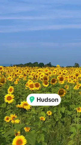 Sunflower fields are like heaven on earth, hiddens gems! #hiddengems #sunflowers #sunflowerfield #upstateny #upstatenycheck #ilovenewyork #heavenonearth 
