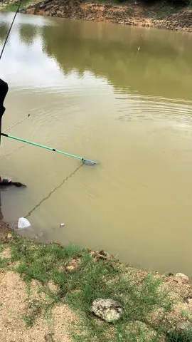 Chép heo Hồ An Tây ae😂#nmcfishing #caucadichvu #caucatunhien #tiktokshop #cauca #xuhuongtiktok 
