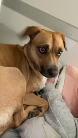 SAY SIKE RN 😳 #fyp #foryoupage #parati #dog #dogsoftiktok #cutedog #funnydog #viral #trending 
