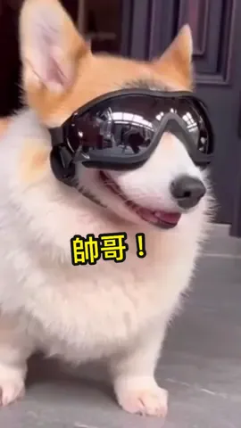 快來看看小帥哥😎😎😎 戴上護目鏡也太帥惹吧>< #狗狗 #狗 #帥氣狗狗 #墨鏡狗狗 #汪汪 #汪星人 #寵物 #萌寵 #寵物生活 #寵物用品 #時尚寵物 