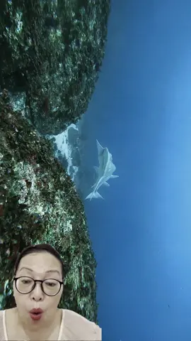 #sharke #sharkdiving #sharkfishing #greatwhitesharkfacts #greatwhitesharkweek #greatwhiteshark #sharkeatsshark #sharkvsshark #shark #sharkysharkshark #sharkattackshark #sharkattak #sharkbait #sharks #sharkfamily #sharkshark #sharkbaby #_____shark #_shark #shark? #sharkweek #sharkteeth #sharktok #sharklover #sharkattack #sharkchallenge #aggressiveshark #greywhiteshark #greatwhitessharks #greatwhitesharkcagediving #swimmingwithgreatwhitesharks #greatwhitwshark #greatwhitesharksfordays #greatwhitesharkclub #greatwhitesharkedit #greatwhitesharksleeping #greatwhitesharksighting #greatwhitesharkawareness #greatwhitesharkamerica #greatwhitesharkencounters #greatwhitesharkmovie #greatwhitesharkdiving #strandedgreatwhiteshark #greatwhitesharkbeached #great_white_shark #greatwhiteshark? #sharkwhitegreat #greatshark #greatwhite #greatwhitesharkuk #greatwhitesharkboat #babygreatwhiteshark #greatwhitesharklover #greatwhitesharkattack #greatewhiteshark #thegreatwhiteshark #agreatwhitesharrk #greatwhitesharshark #greatwhitesharks #fishsharkattack #sharkss #sharksofinstagram #sharktiktok #sharkidnikki #sharkspecialinterest #mamashark #sharktour #sharkeggs #fortniteshark #whiteshark #megashark #sharkvideo #______shak #sharkedit #sharksarefrends #shark_ #sharkfin #sharksoftiktok #landbasedsharkfishing #oceanicwhitetipshark #sharkprank #sharkstrike #hornshark #sharkawareness #dogfishshark #sharkhunt #banjoshark #biggestshark #sharklife #sharkmovie #bigshark #mommyshark #sharkcagediving #sharkfacts #sharktagging #zebrashark #reefshark #sharkallies #droneshark #sharkhunting #sharkcage #sharkmeme #sharkbiology #sharklovers #sharkdanger #makoshark #sharkcontent #sharkeatshark #shark% #sharksharksharks #sharksharkshark #megalodon #tigersharks #sharkart #sharkdiver #lemonsharks #sharkencounter #sharkyear #cutesharks #sharkbite #oceanlife #tigershark #swimwithsharks #tigershark roll 🦈 #sharky #America #USA #foryou #foryoupage #fyp #tiktok #viral # fogofomo #rescuesharks #greatwhites #blacktipshark #hammerhead #orcashark #saveshark #blueshark #blacktipreefshark #greenlandshark #goblinsharks #orca #hammerheadshark #greyshark