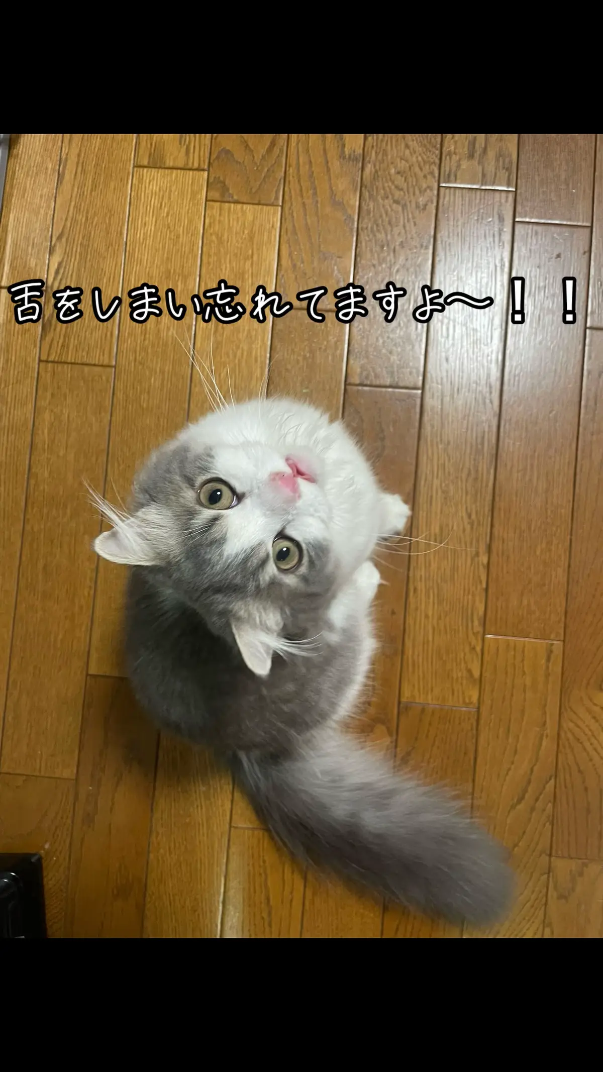 #スコティッシュフォールド #ネコ #ねこがいる生活 #猫のいる暮らし #家猫生活 #とろろちゃんの毎日 #ぺろ #舌 #舌ペロ 