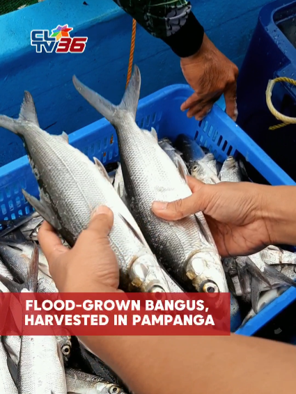 The Magkabalikat Fisherfolk Association in Macabebe, Pampanga harvested bangus grown in floodwaters. #Aquaculture #climatechange #Fisheries #CLTV36News #cltv36newsbites #CLTV36NewsDigital