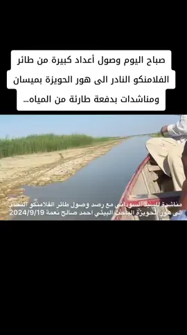 #ميسان #الاهوار #طائر #الطبيعة #وثائقي #اكسبلورexplore #الشعب_الصيني_ماله_حل😂😂 