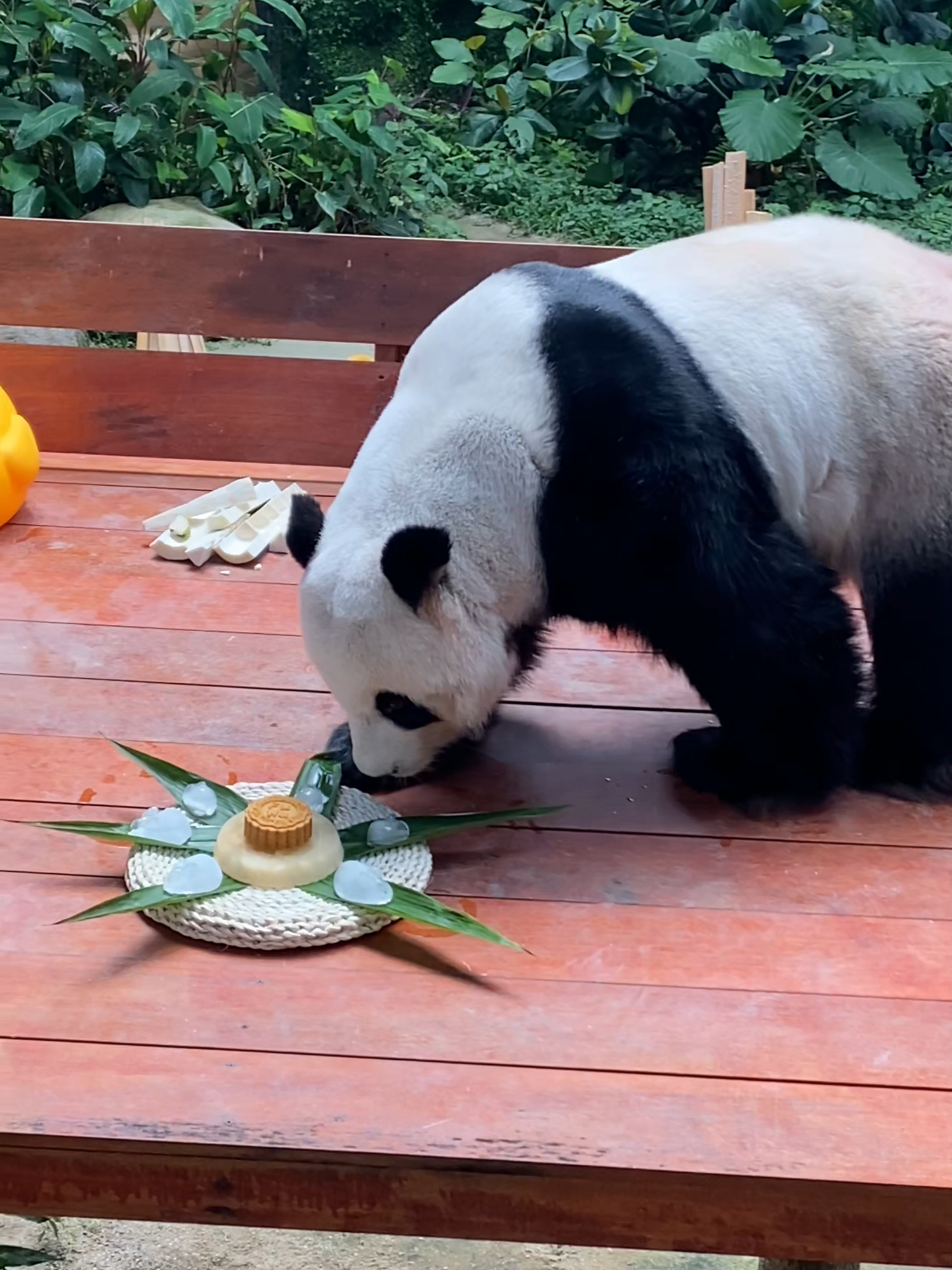 Sending warm wishes to everyone celebrating the Mid-Autumn Festival!❤️🥮 Watch as our pandas enjoy their very own mooncakes which are freshly made by their keepers!🐼🥮✨ #midautumfestival #mooncakefestival #mooncake #giantpanda #panda #conservation #zoonegara #zoonegaramalaysia #zoonegaramalaysia2024 #fyp #fypシ゚