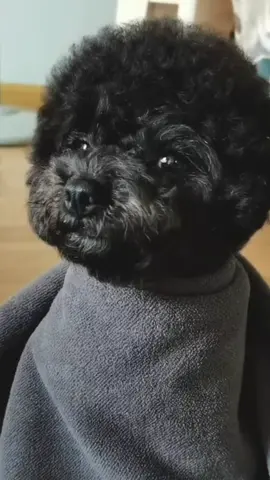 #thucung #pet #fyp #pov #funny #cute #dog #cun #puppy #poodle 