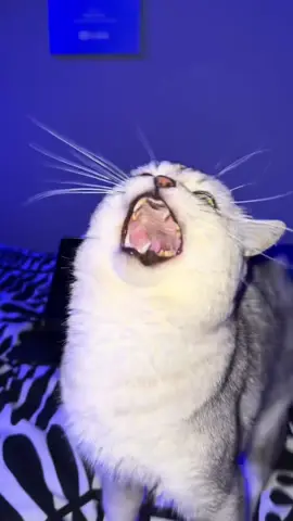 CATFLIX TIME!😂 #catsoftiktok #pets