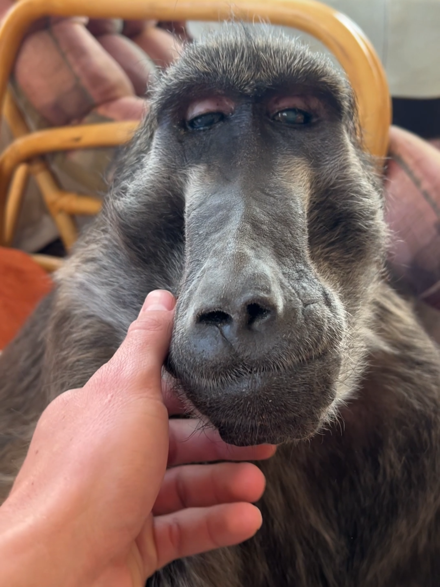 Cindy the Baboon has dog sitting duty today 🥰 #cuteanimals #dogsoftiktok #animalsoftiktok #baboon #wildlife