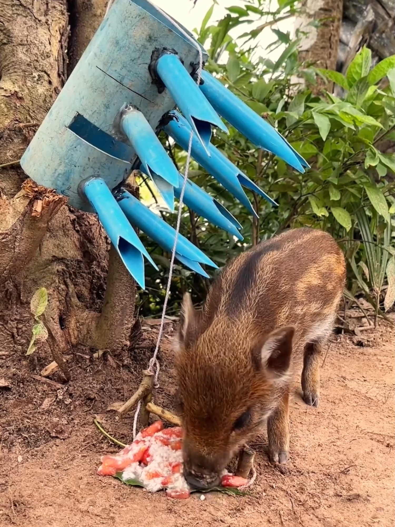 Amazing Most Building Beautiful House Wild Pig Trap Using Sharp Pipes - How To Make Wild Pig Trap #wildlife #animals #trapping #pig #wildpig #wildboar #wildboartrap #fyp