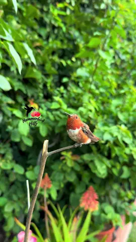 Tiny fluff ball ✨ #hummingbirds #nature #allenshummingbird  . Share this video with friends and family to spread the joy of hummingbirds ✨ . . © All rights reserved.  Don’t use without permission.  . . . #birds #naturelover #Outdoors #birdwatching #gardenbirds #featherperfection #instabirds #wildlife #hummingbirdfeeder #backyardbirds #birdsinflight #hummingbird  #hummingbirdsoftiktok #asmr #foryou #vibes #WeekendVibes #viral #fyp #foryoupage #reels #birdreels #naturereels #reels__tiktok #viralvideo 