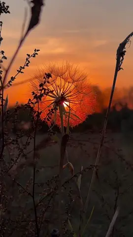 #sunsetvibes #nature #september 