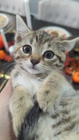 Replying to @jhee1520_ More Cora Content 🤗😻🥰 #kitten #kittenlove #cutekitten #babykitten #kittentok #sleepykitten 