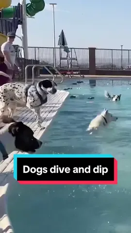 Splish splash this is the cutest pool day! #animalkind #dog #pool #Summer 