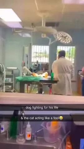 #fyp #meme #fnaf #michaeldontleavemehere #pets #cats #dogs #vet #funny 